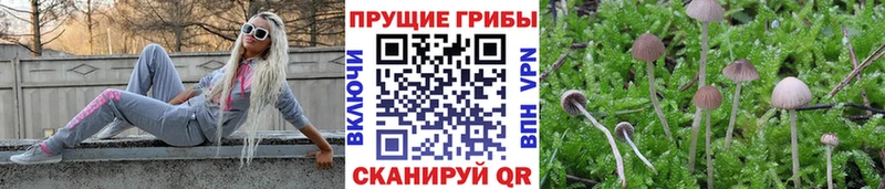 где можно купить наркотик  Майкоп  Галлюциногенные грибы Cubensis 